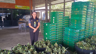 เข้าแนะนำการดำเนินการตามแนวทางโครงการสนับสนุนกระจายผลไม้ ... พารามิเตอร์รูปภาพ 1